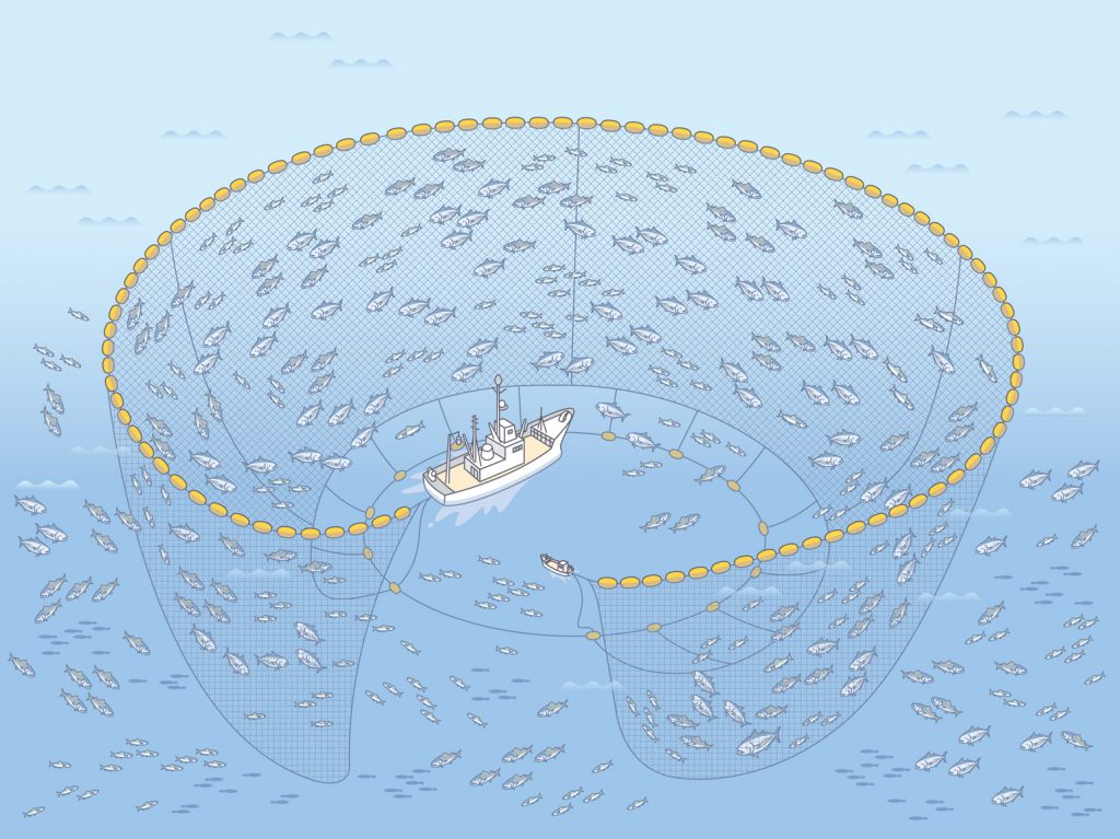 漁法まき網漁業