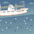 イカ釣漁 漁法イカ釣漁