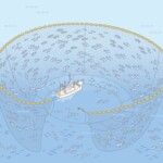 まき網漁 漁法まき網漁業
